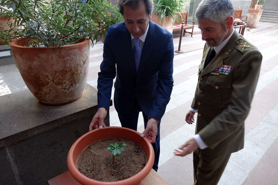 Un nuevo baobab para Casa África