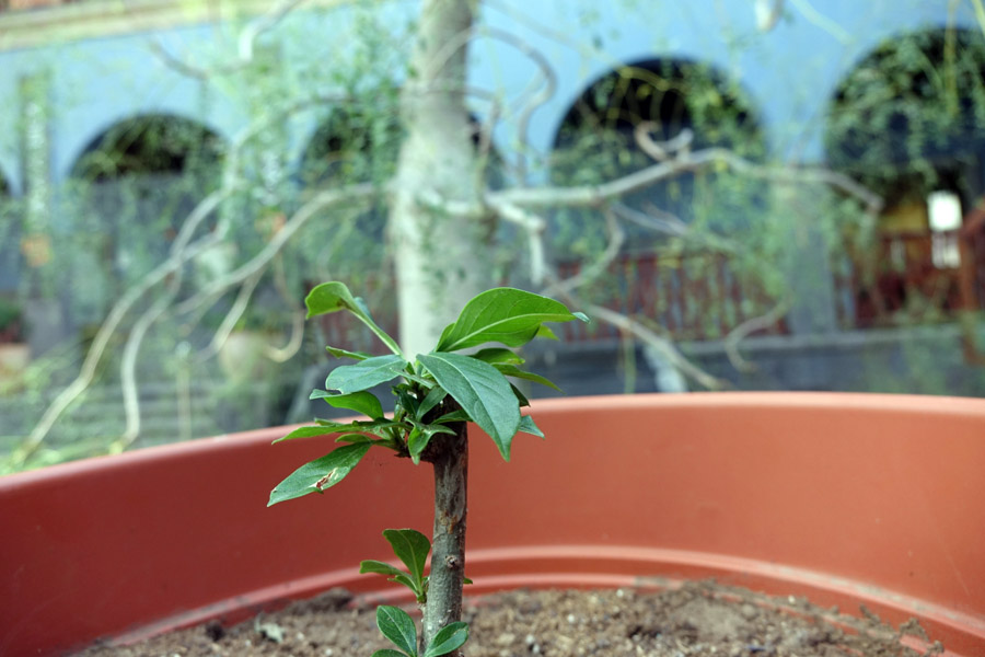 Un nuevo baobab para Casa África