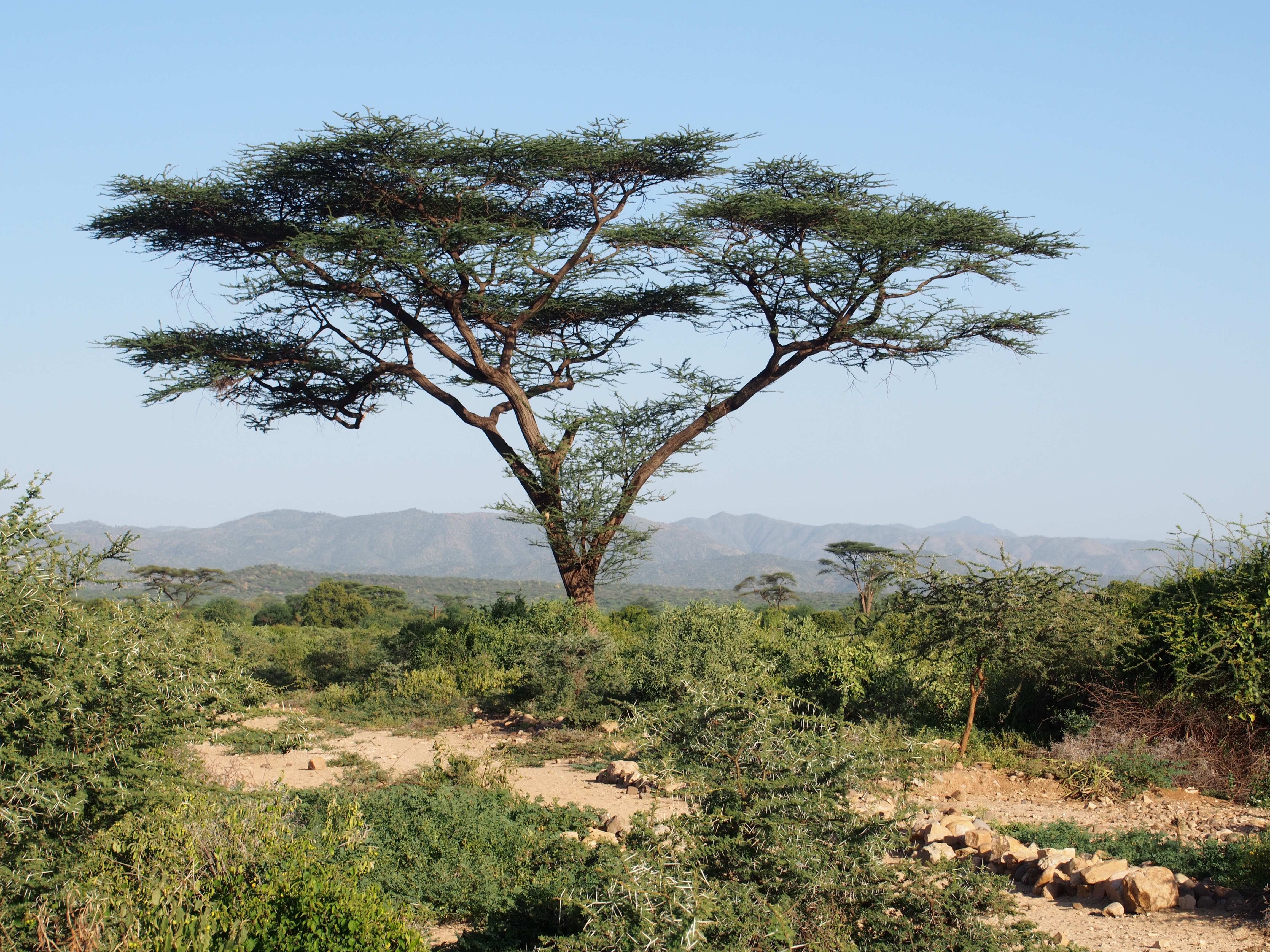 Acacia
