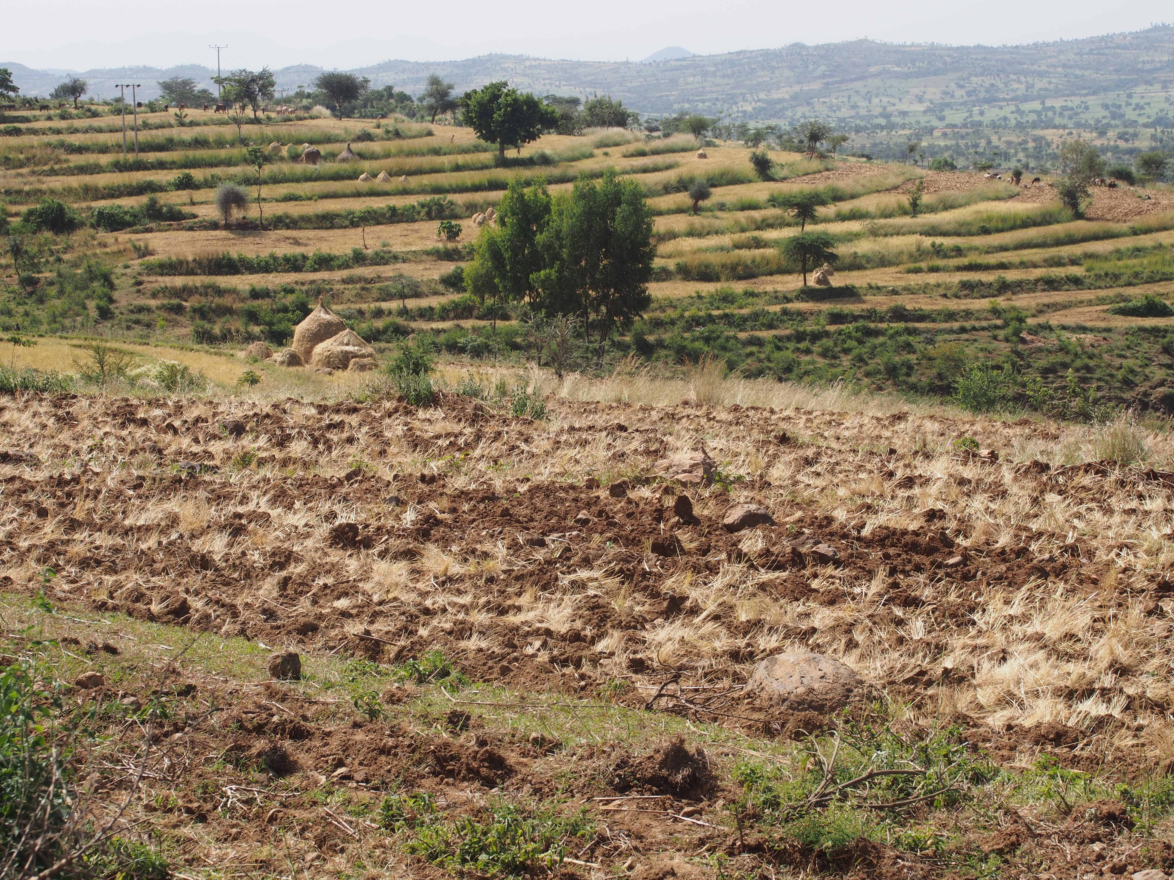 Camino a Turmi, tribu de los Hamer