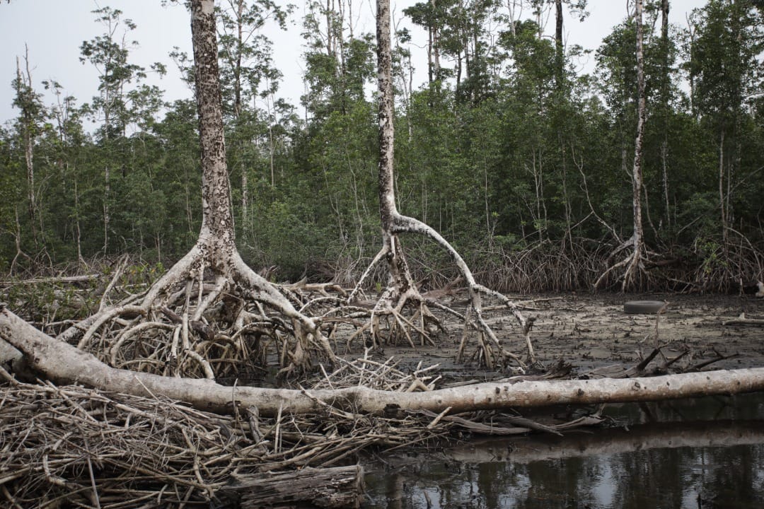 Segundo  premio:  Mangrove  côtière  anthropisée, de Hans Morvan Makoundi Boumba (República del Congo)