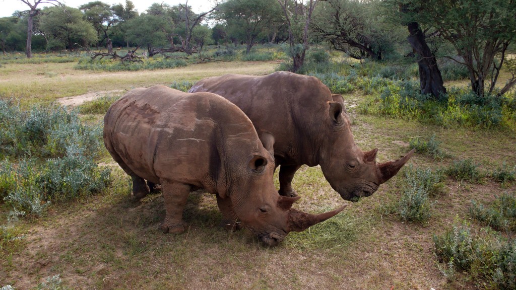Pareja en extinción
