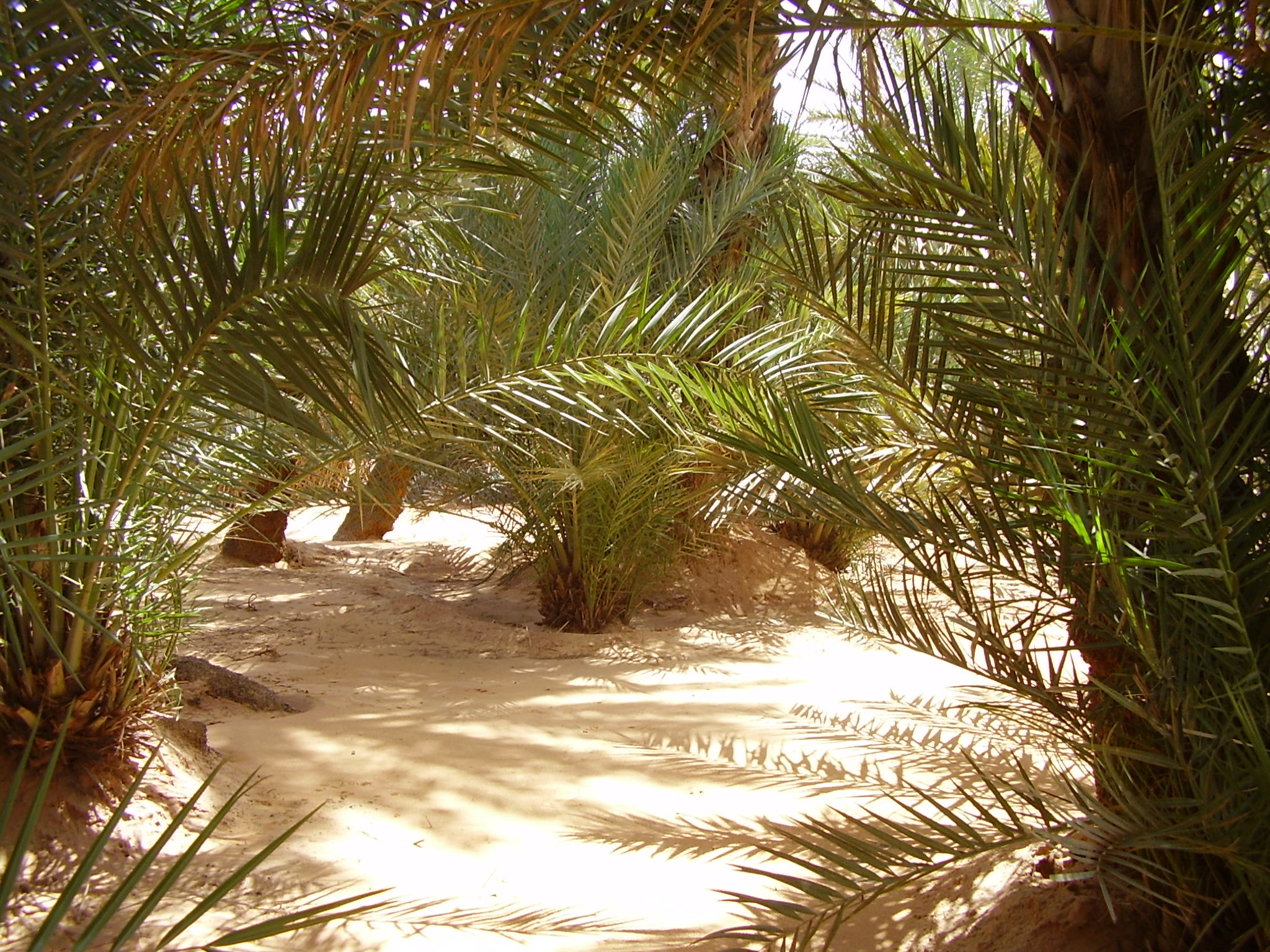 14.	Paisaje de Tidjikja (Mauritania, 2005)
