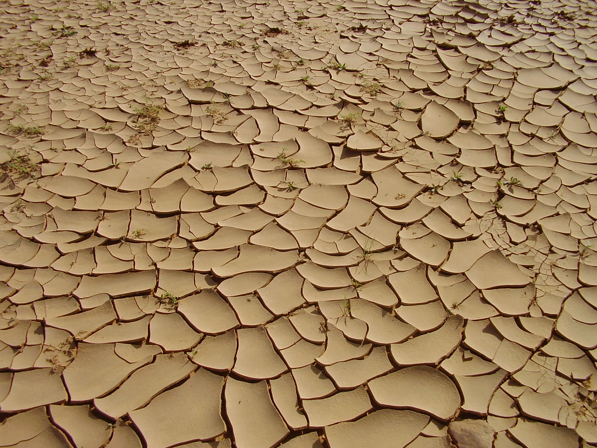 15.	Paisaje de Tidjikja (Mauritania, 2005)