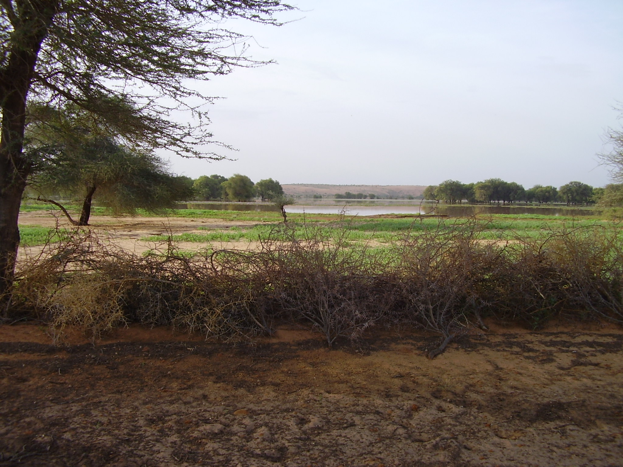 55.	Usos y costumbre de Tidjikja (Mauritania, 2005)