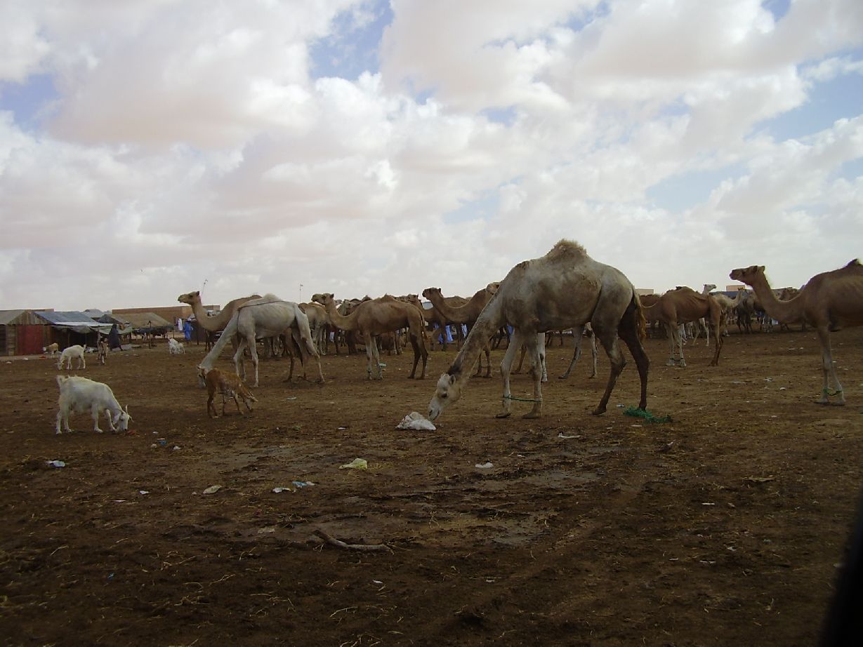 13. Imágenes de Butilimit, Mauritania