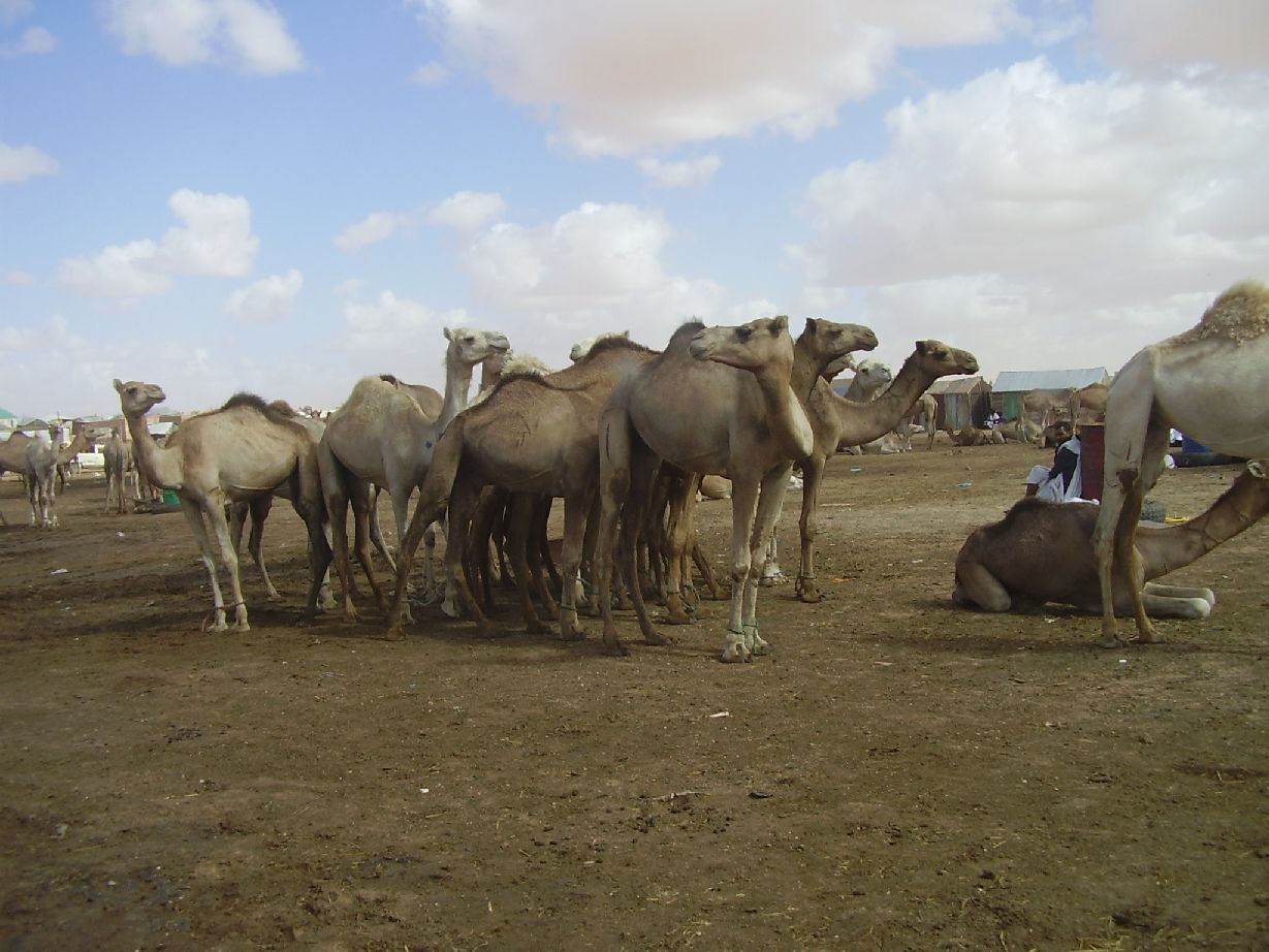 14. Imágenes de Butilimit, Mauritania