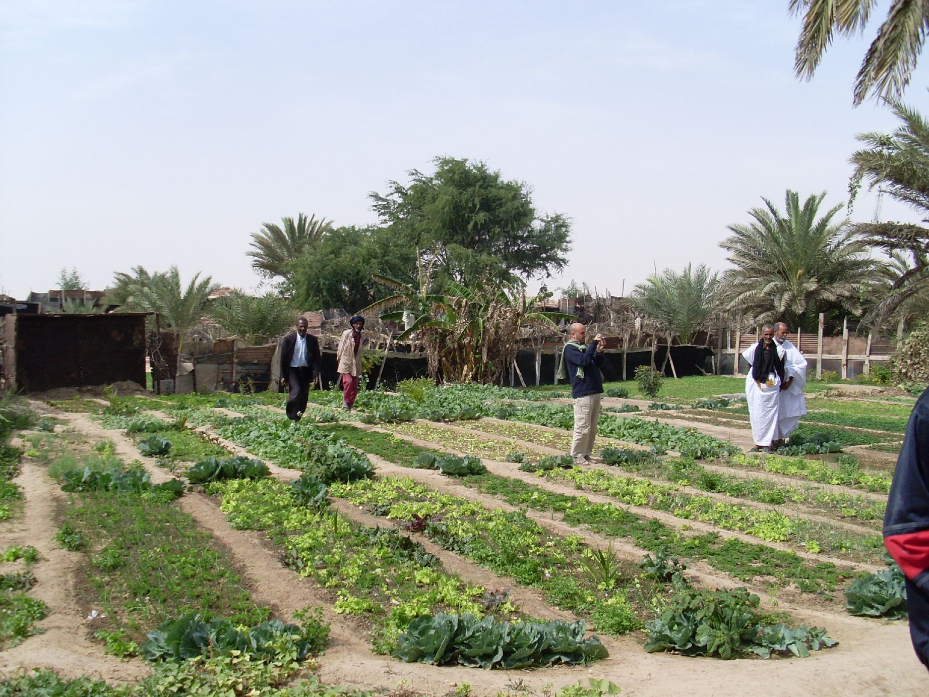 11. Imagen de un huerto en Nouadhibou, Mauritania