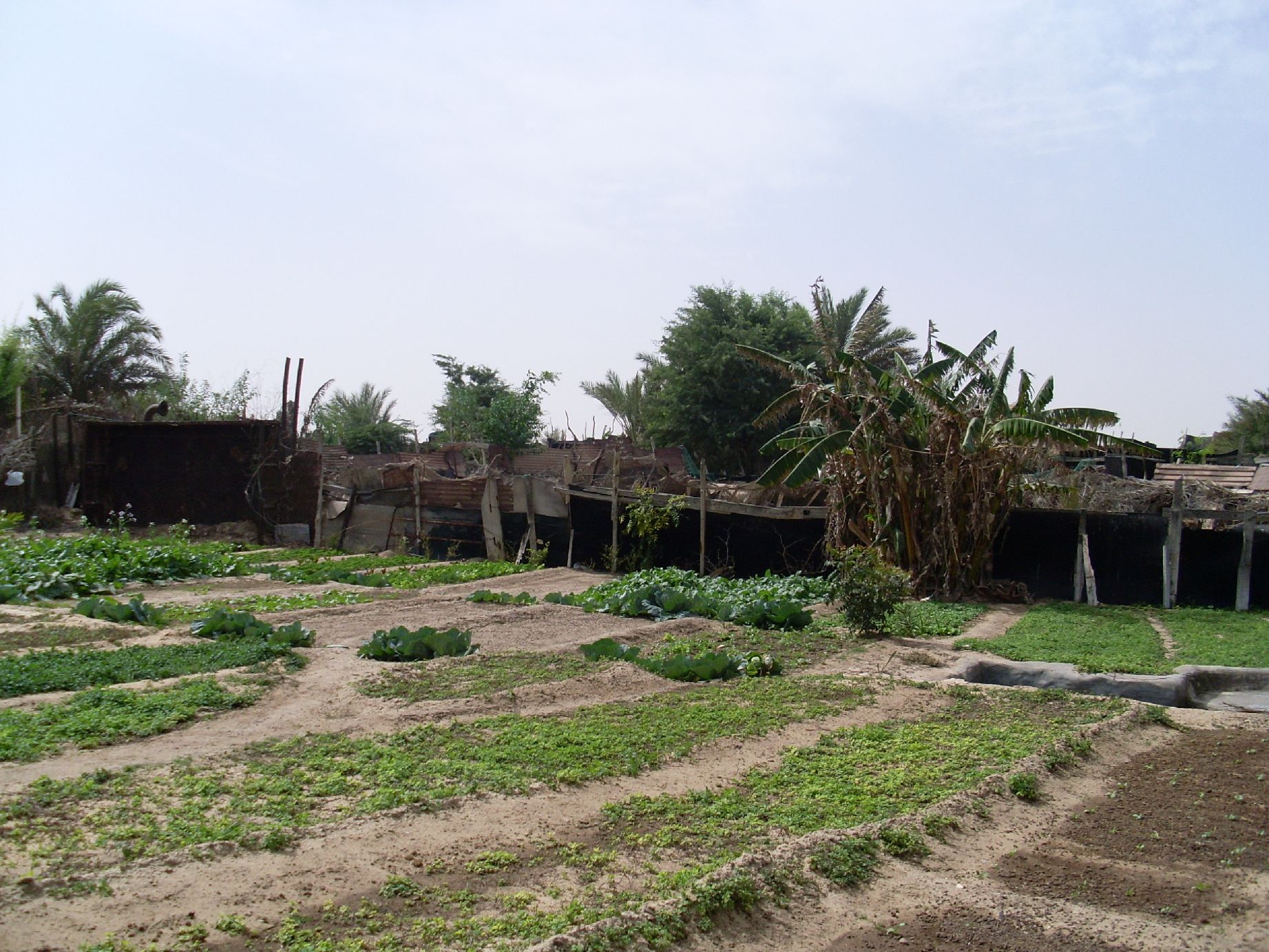 16. Imagen de un huerto en Nouadhibou, Mauritania