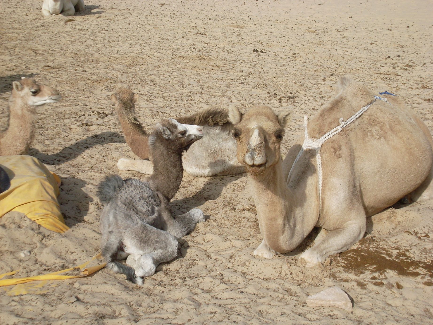 18. Imagen de los alrededores de Nouadhibou