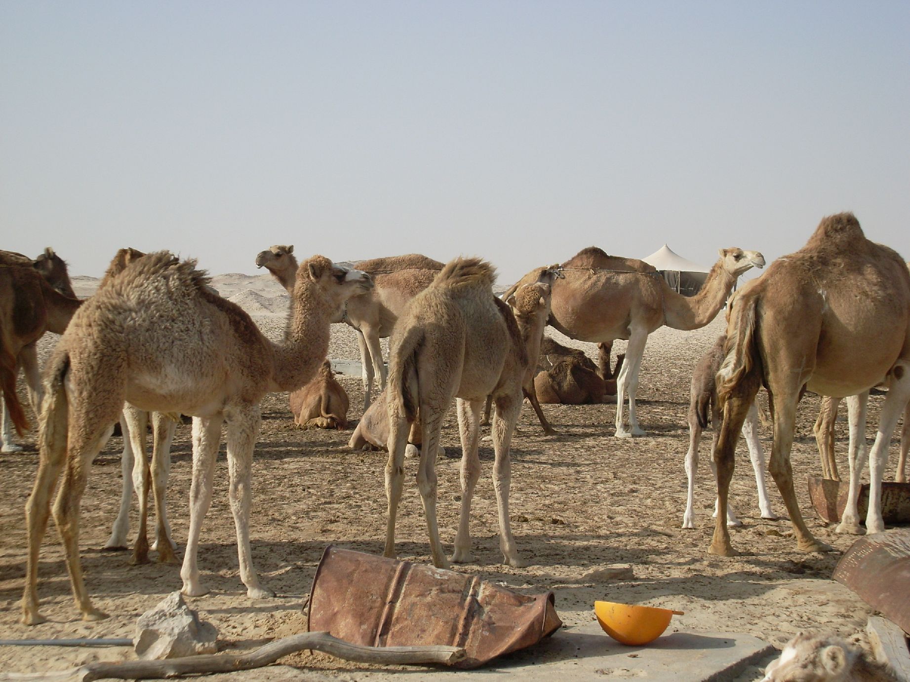 19. Imagen de los alrededores de Nouadhibou