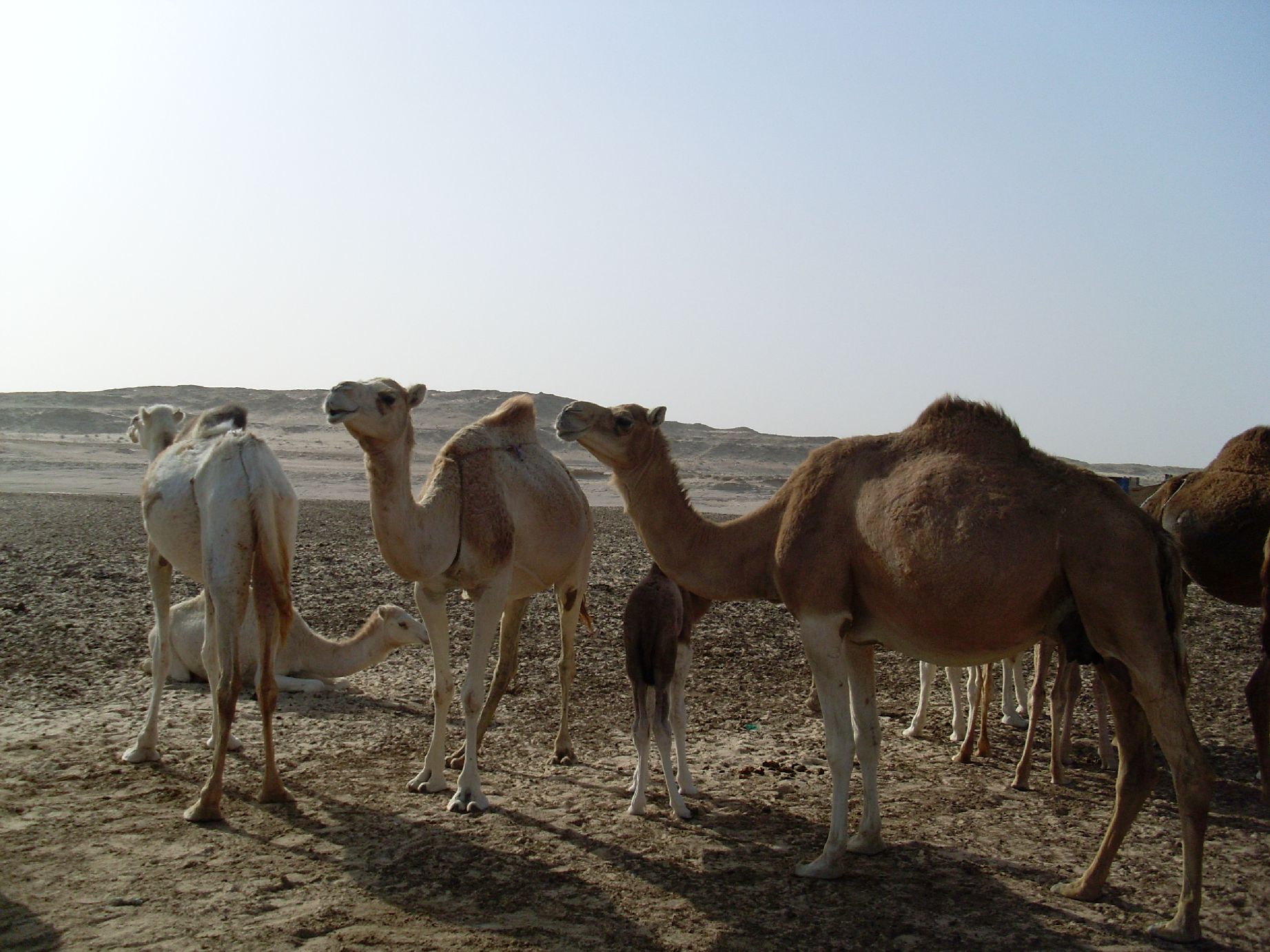 20. Imagen de los alrededores de Nouadhibou