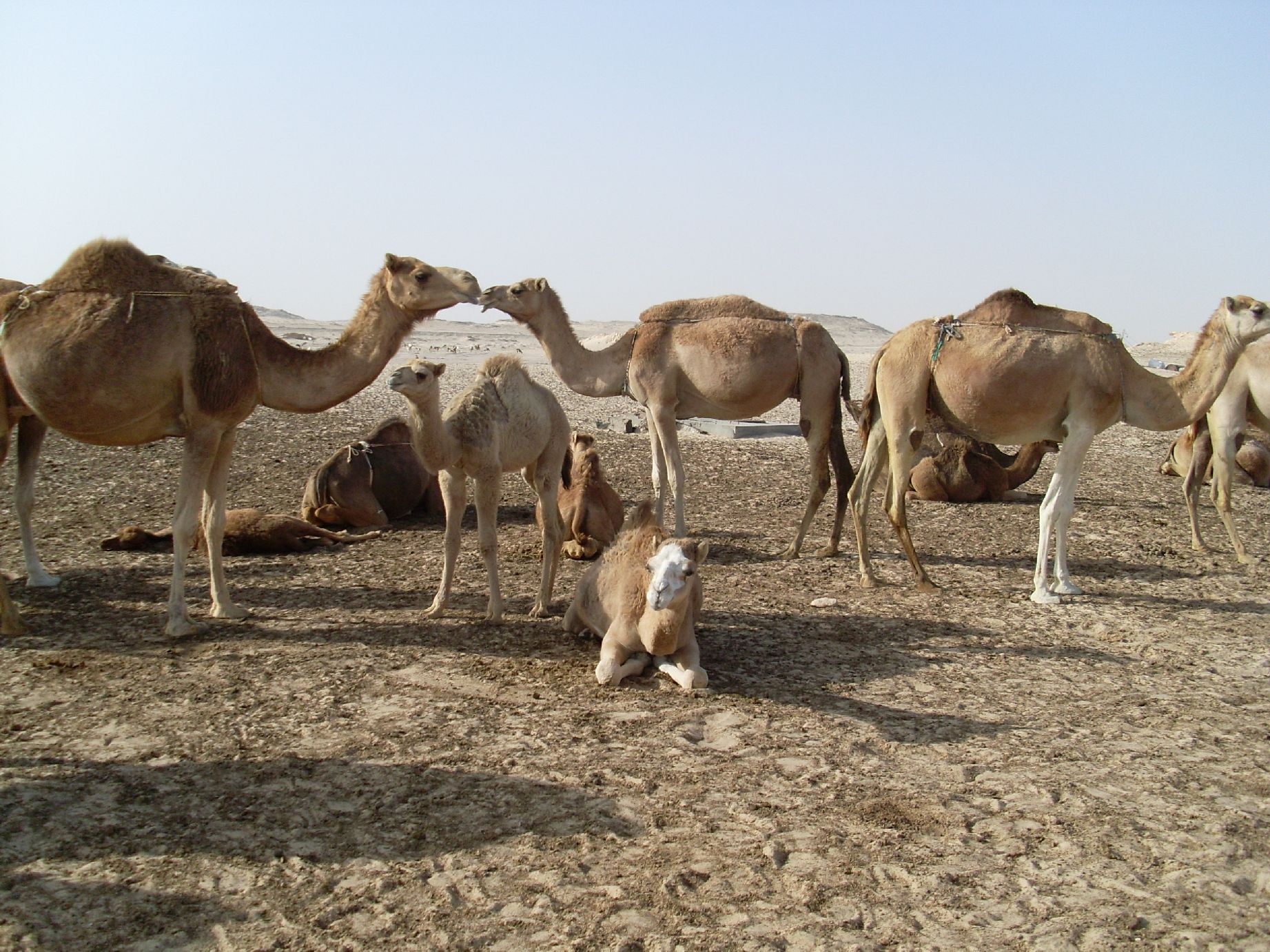21. Imagen de los alrededores de Nouadhibou