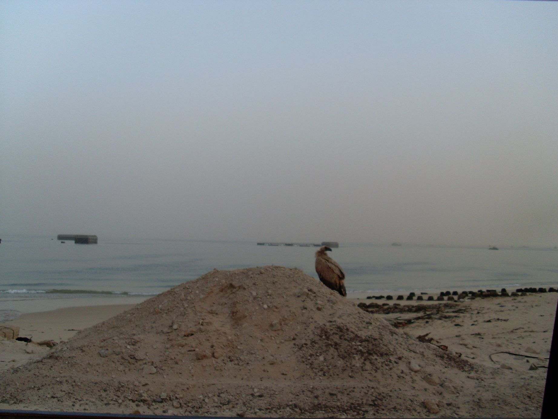 24. Costa de Nouadhibou, Mauritania