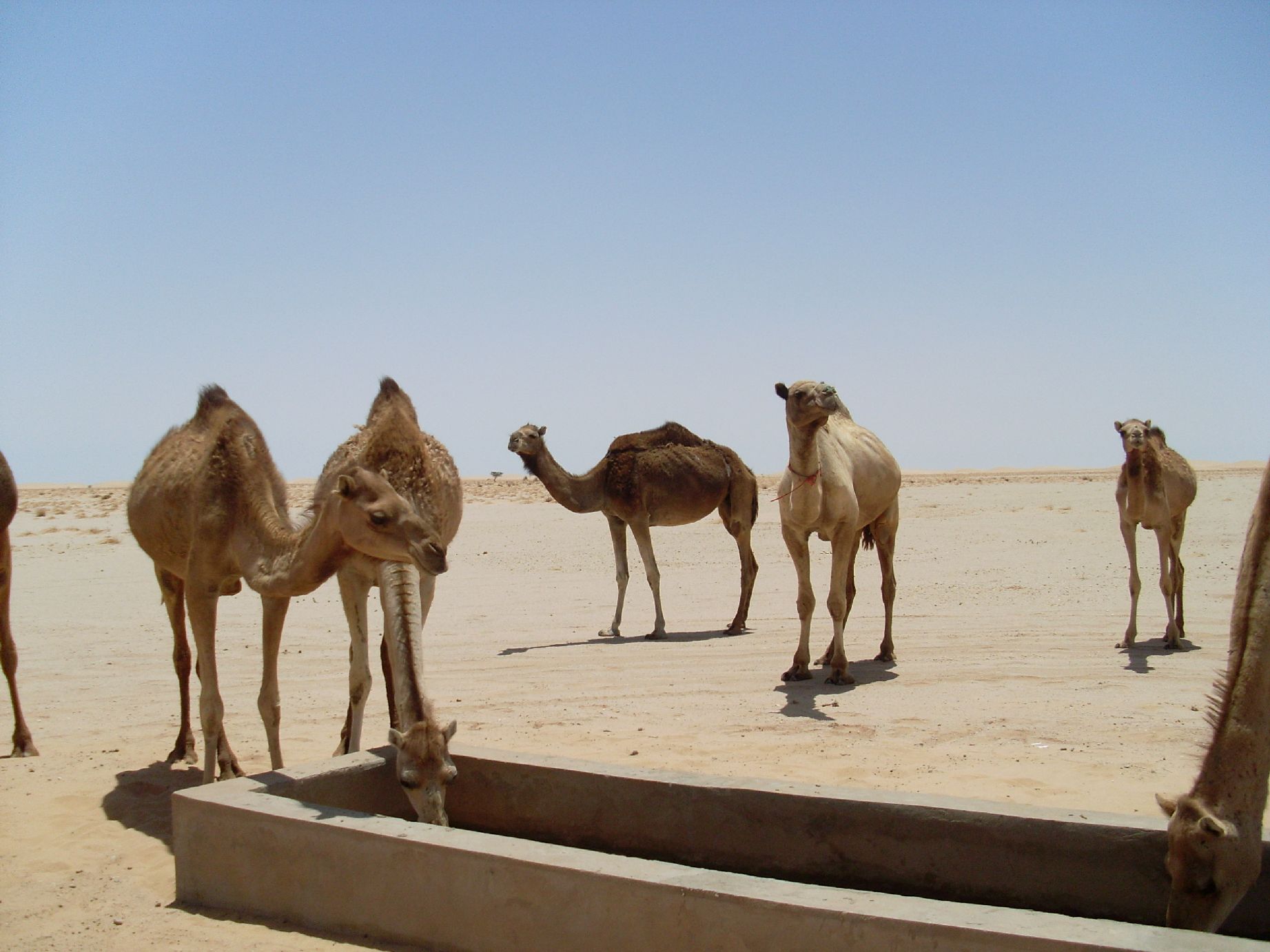 20. Imágenes de los bebederos de camellos, proyecto creado por MPDLC - Movimiento por la Paz, el Desarme y la Libertad en Canarias - en Boulaboir, Mauritania