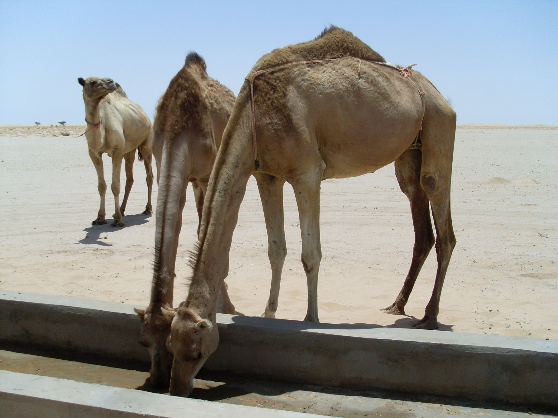 22. Imágenes de los bebederos de camellos, proyecto creado por MPDLC - Movimiento por la Paz, el Desarme y la Libertad en Canarias - en Boulaboir, Mauritania