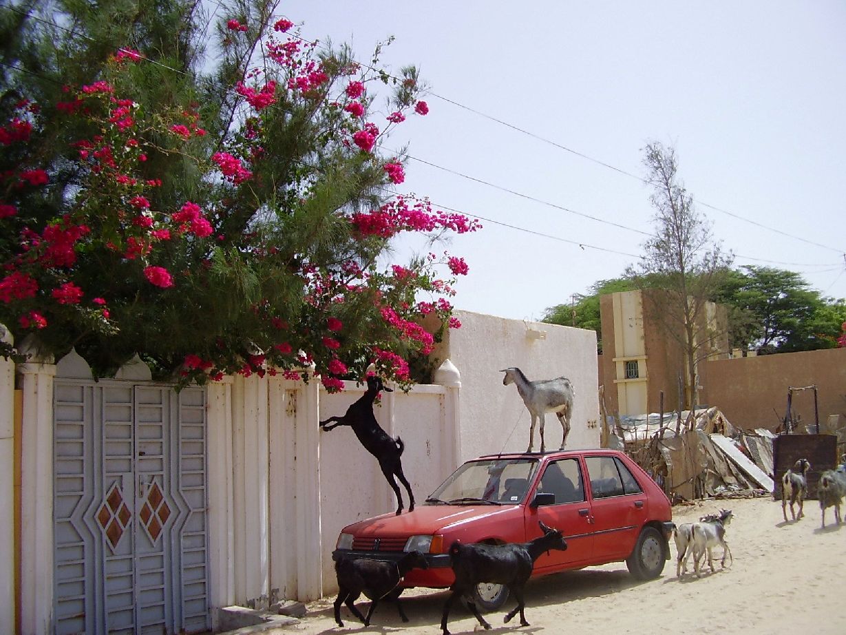 15.	Imágenes de la ciudad de Nouakchott, capital de Mauritania