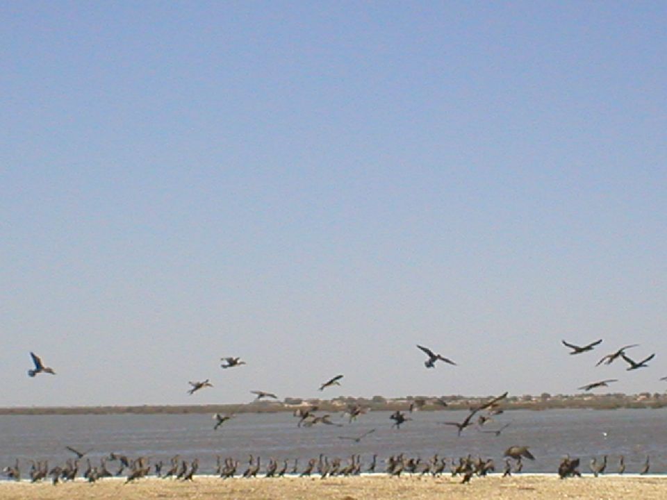 1. Imágenes del Parque Nacional del Banco de Arguin, Mauritania