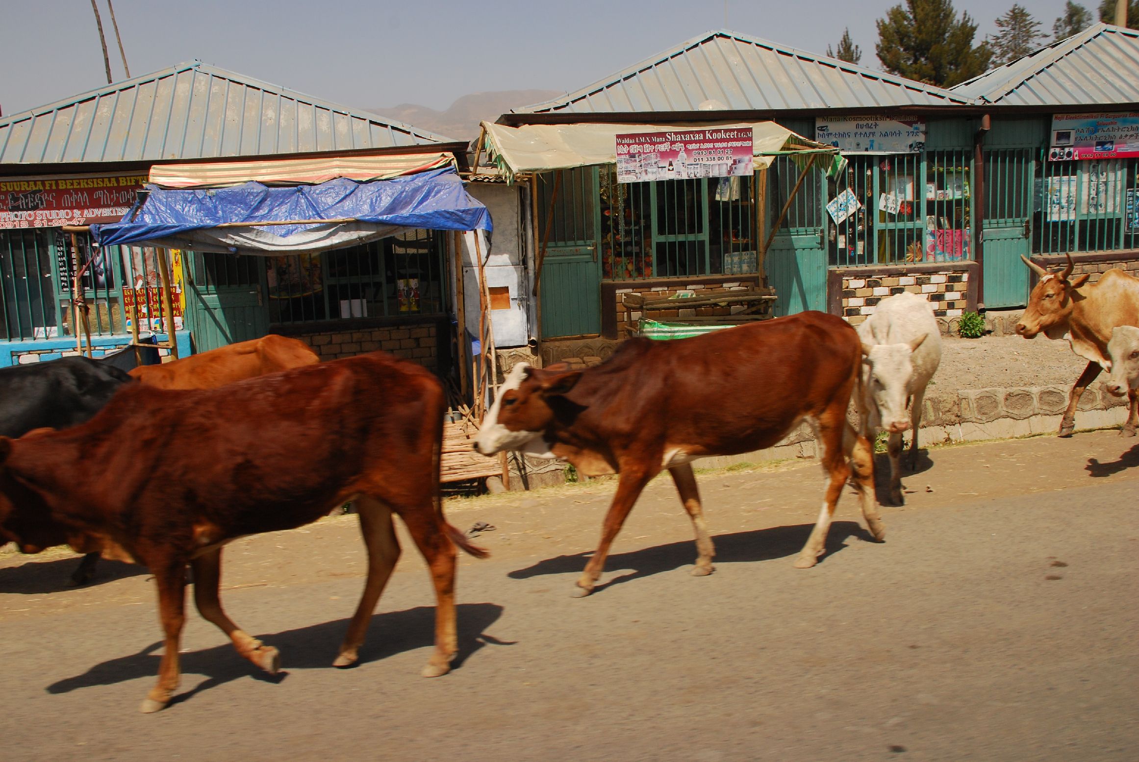 12. Imágenes de Addis Abeba, Etiopía
