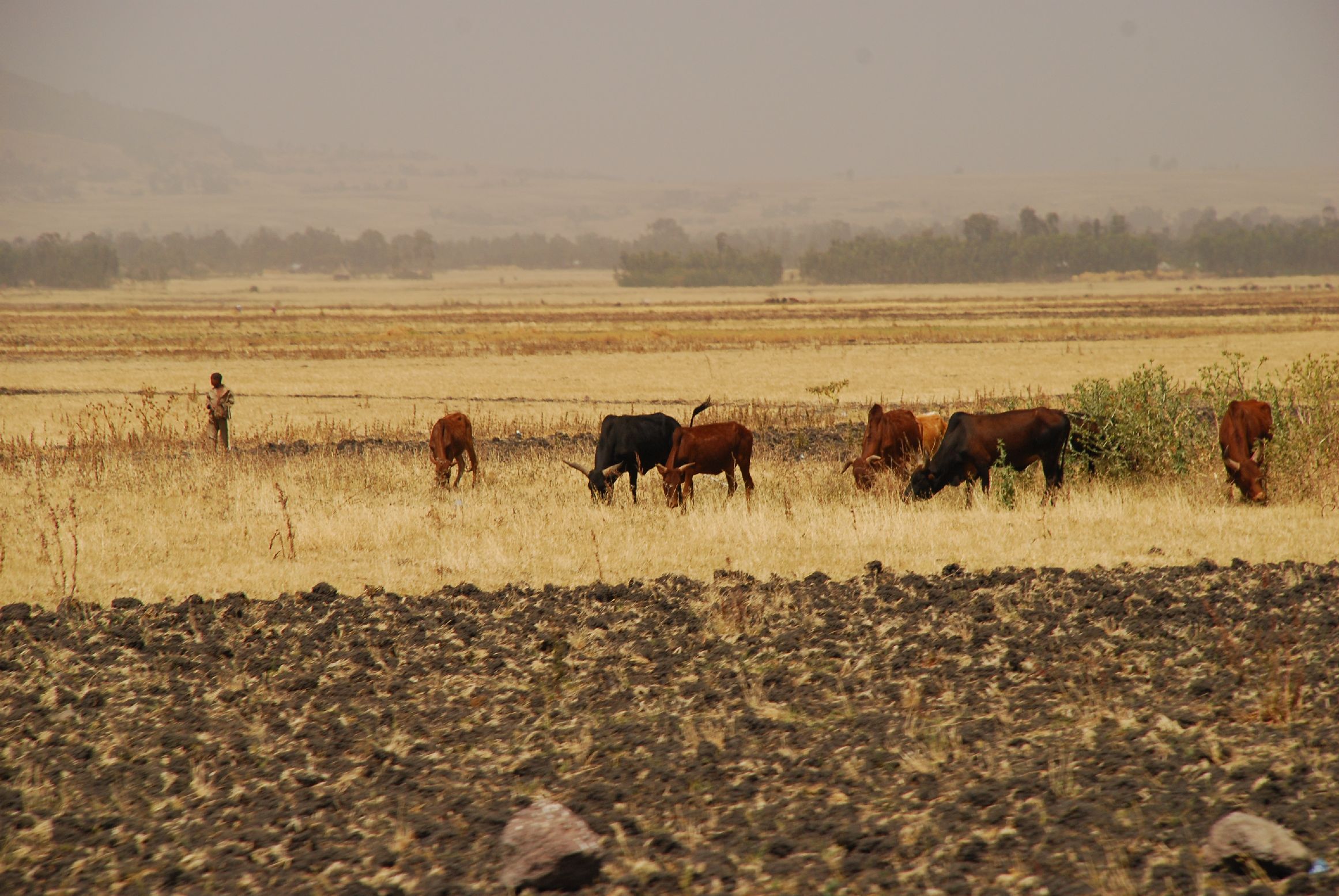 19. Imágenes de Addis Abeba, Etiopía