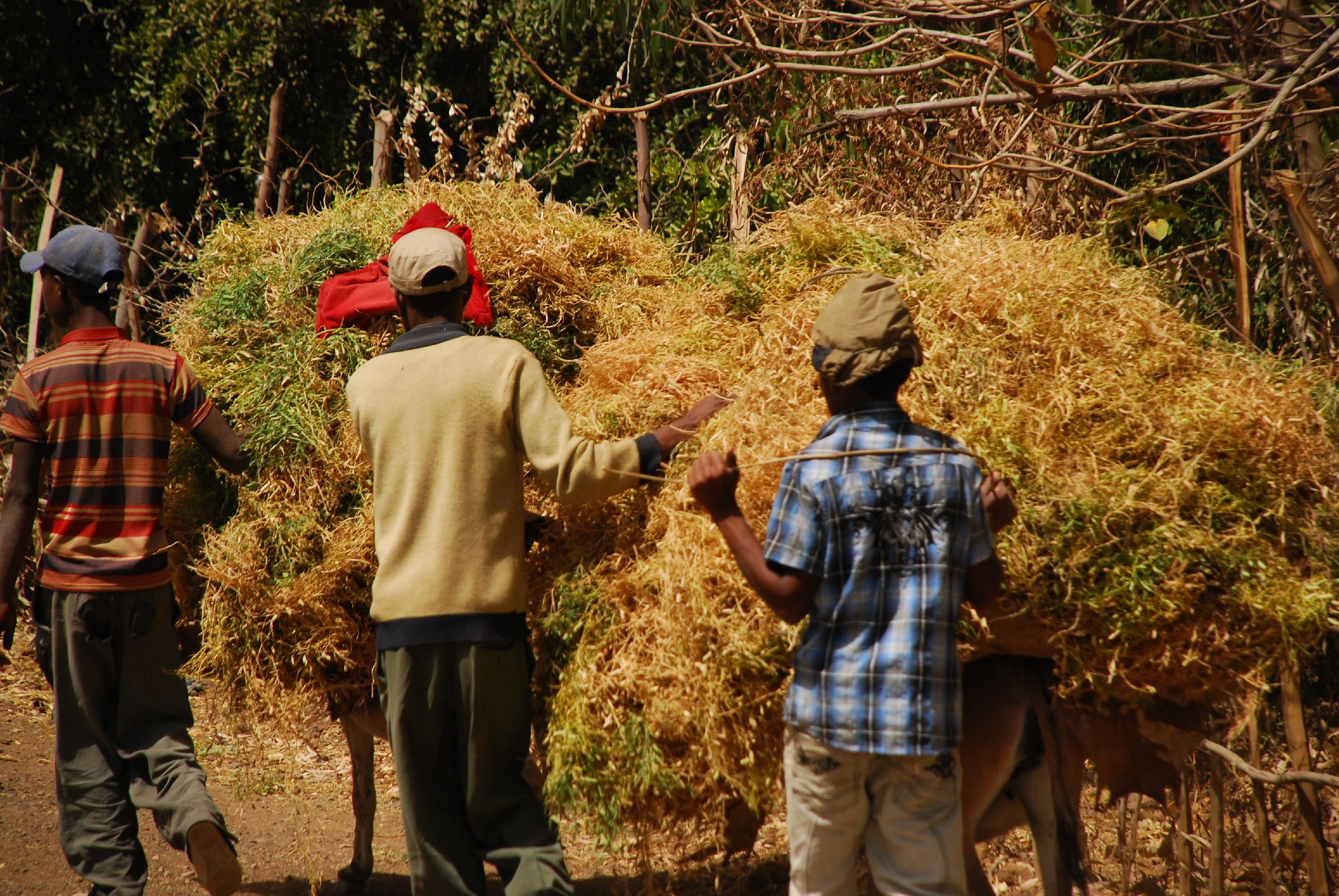 20. Imágenes de Addis Abeba, Etiopía