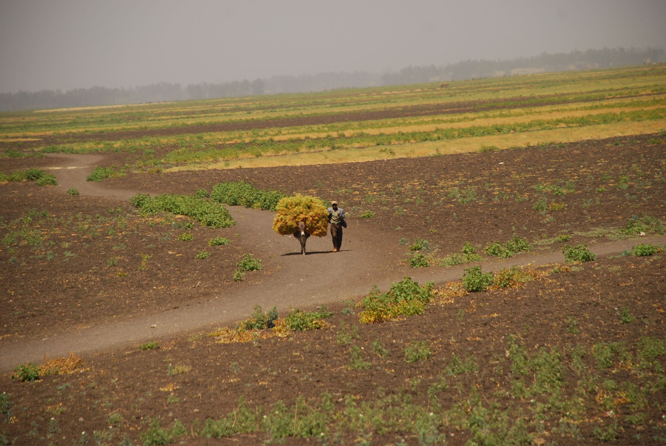 21. Imágenes de Addis Abeba, Etiopía