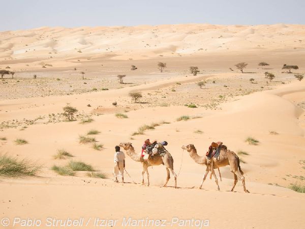 2. Atar. Excursion Camello a Lagueira