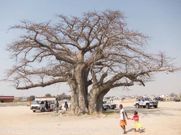 2. Camino a Opuwo. Baobab