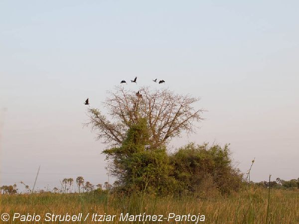1. Boro River y Baobab Island