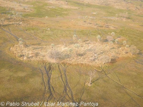 7. Okavango. Avioneta