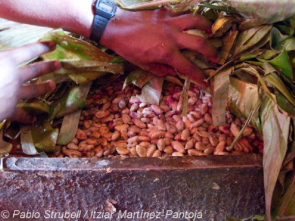 3. Cacao fermentación