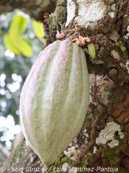 4. cacao flor y fruto