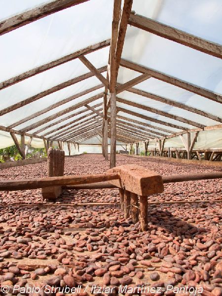5. Cacao seadero Campo Novo. Secadero