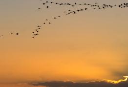 Jornada «Retos estratégicos del escenario migratorio hacia Europa por vía atlántica para el Horizonte 2030»