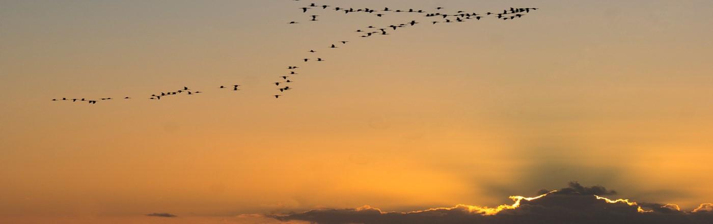 Jornada «Retos estratégicos del escenario migratorio hacia Europa por vía atlántica para el Horizonte 2030» Jornada «Retos estratégicos del escenario migratorio hacia Europa por vía atlántica para el Horizonte 2030»