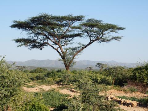Acacia