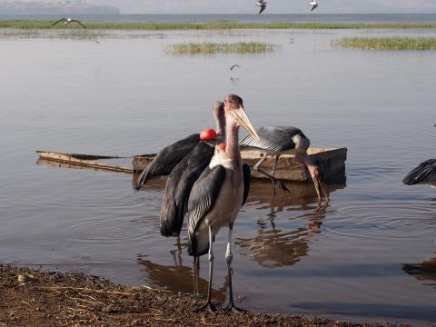 Lago Awasa