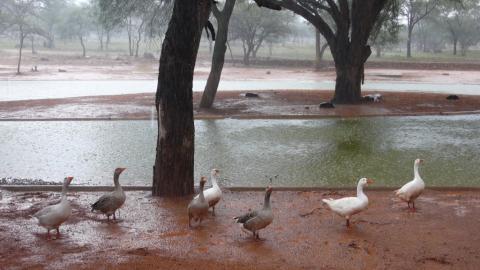 Cantando bajo la lluvia