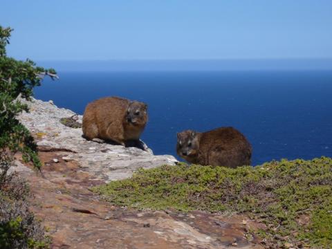 Damanes de el cabo