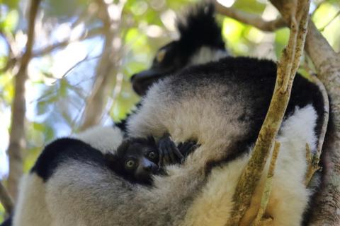 El pequeño indri