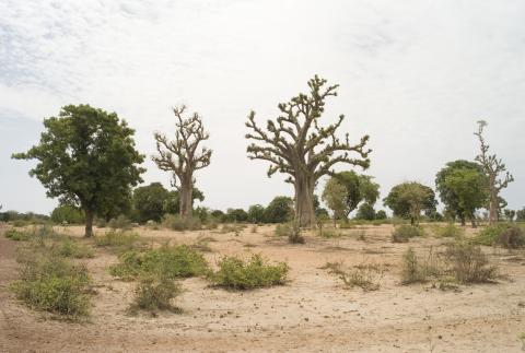 41.	Paisajes, proyecto Soutoura de Ángel Luis Aldai, Casa África