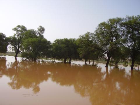 4.	Paisaje de Tidjikja (Mauritania, 2005)