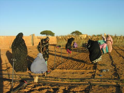 63.	Usos y costumbre de Tidjikja (Mauritania, 2005)