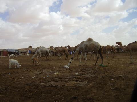 13. Imágenes de Butilimit, Mauritania