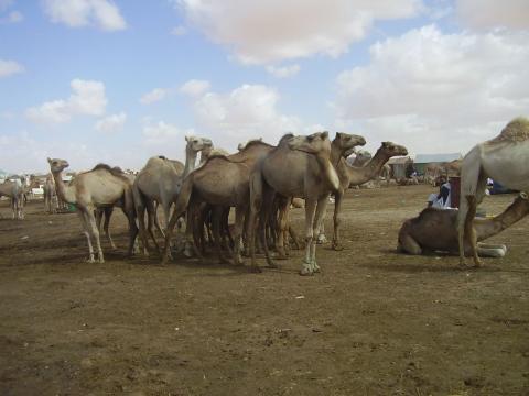 14. Imágenes de Butilimit, Mauritania