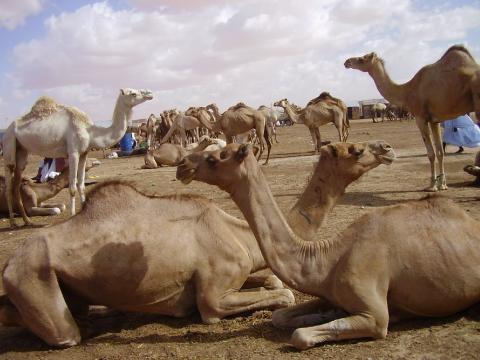 15. Imágenes de Butilimit, Mauritania