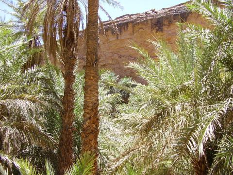 22.	Imagen de palmeral Tergit en Chinguetti, Mauritania