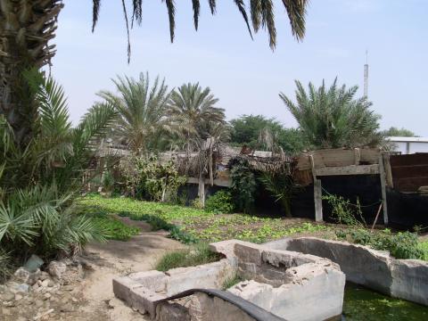 10. Imagen de un huerto en Nouadhibou, Mauritania