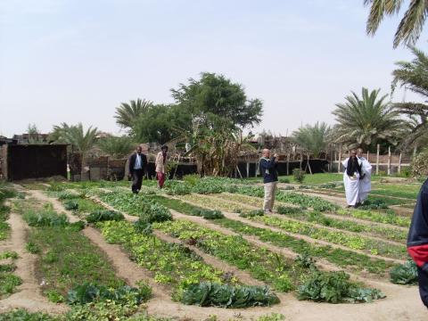 11. Imagen de un huerto en Nouadhibou, Mauritania