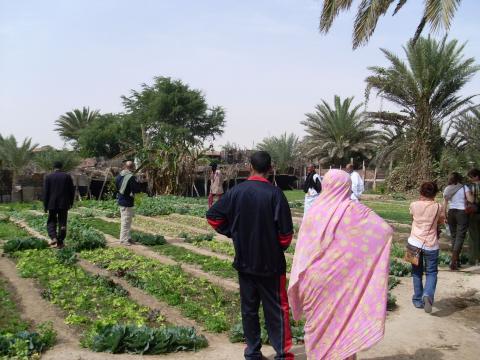 13. Imagen de un huerto en Nouadhibou, Mauritania